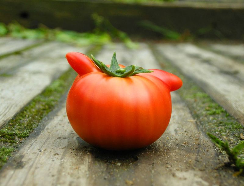 tomato